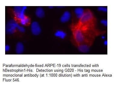 Anti-His Tag  (Mouse Monoclonal)