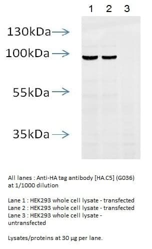 Anti-HA Tag  (Mouse Monoclonal)