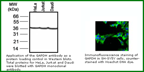 Anti-GAPDH Loading Control Monoclonal