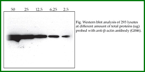 Anti-Beta-Actin Polyclonal Loading Control