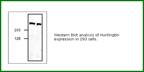 Anti-Huntingtin