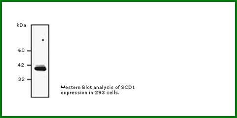 Anti-SCD1  (Mouse Monoclonal)