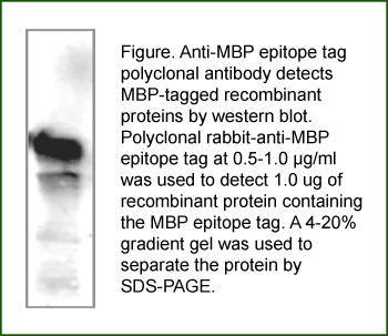 Anti-MBP Tag  (Maltose Binding Protein)