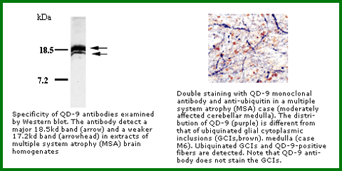 Anti-Degenerating Myelin (Mouse Monoclonal)