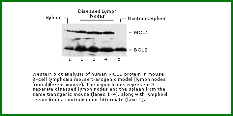Anti-MCL1