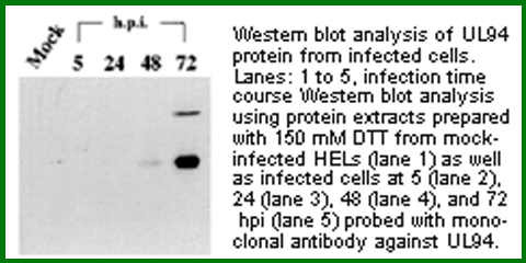 Anti-UL94 (Mouse Monoclonal)