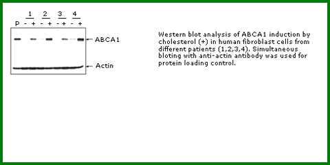Anti-ABCA1