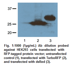 Anti-RFP Tag  (Mouse Monoclonal)