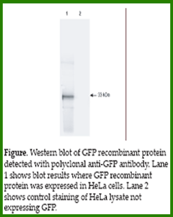 Anti-GFP Tag  (Goat Polyclonal)