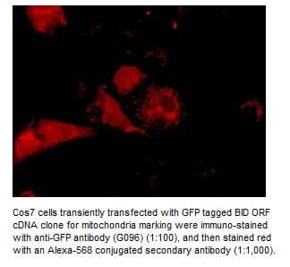 Anti-GFP Tag  (Mouse Monoclonal)
