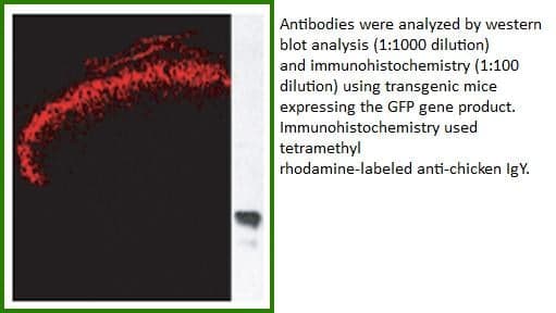 Anti-GFP Tag  (Chicken Polyclonal)