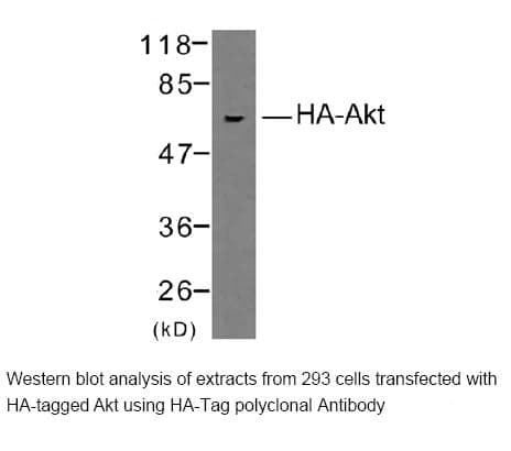 Anti-HA Tag  (Rabbit Polyclonal)