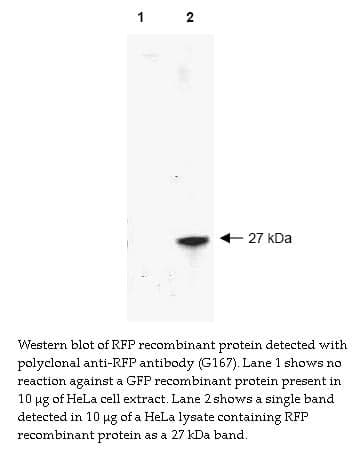 Anti-RFP Tag (Polyclonal)