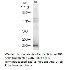 Anti-D Tag (Rabbit Polyclonal)