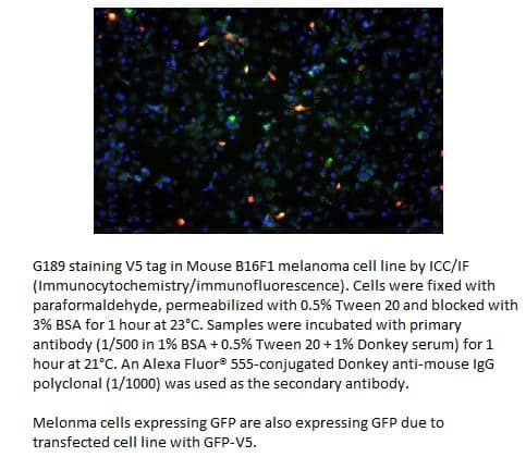 Anti-V5 Tag  (Mouse Monoclonal)