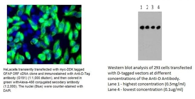 Anti-D Tag  (Mouse Monoclonal)