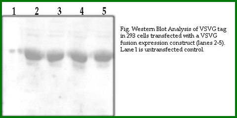 Anti-VSVG Tag  (Goat Polyclonal)