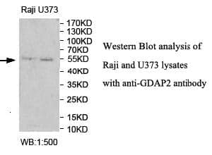Anti-GDAP2