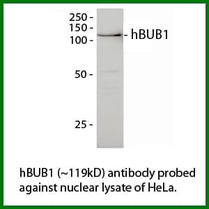 Anti-hBUB1