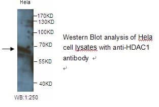 Anti-HDAC1