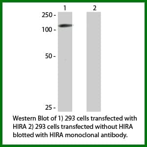 Anti-HIRA