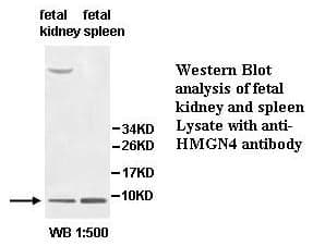 Anti-HMGN4