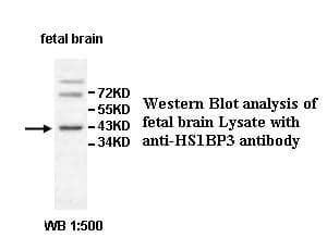 Anti-HS1BP3