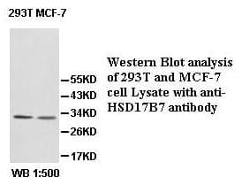 Anti-0HSD17B7