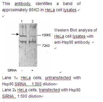 Anti-HSP90 alpha
