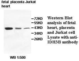Anti-IDH3B