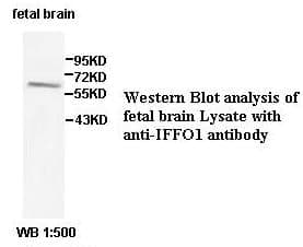 Anti-IFFO1