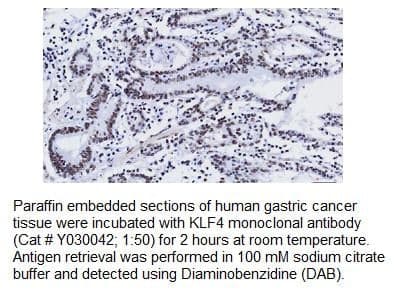 Anti-KLF4 Mouse Monoclonal