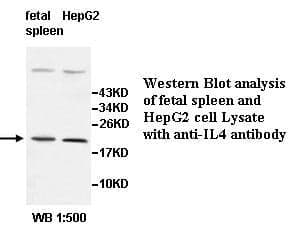 Anti-IL4