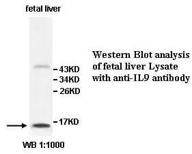 Anti-IL9