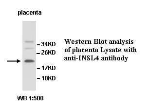Anti-INSL4