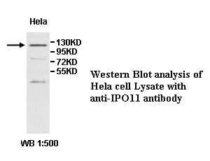 Anti-IPO11