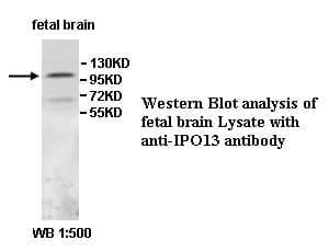 Anti-IPO13