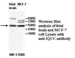 Anti-IQCC