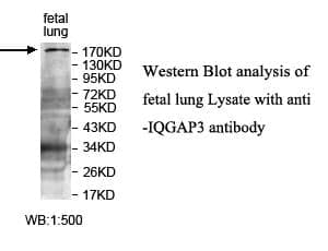 Anti-IQGAP3