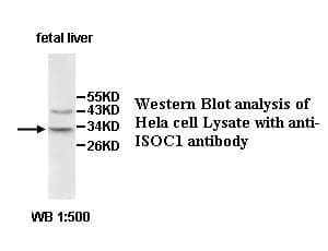 Anti-ISOC1