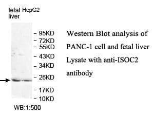 Anti-ISOC2