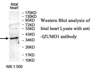 Anti-IZUMO1