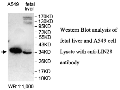 Anti-LIN28