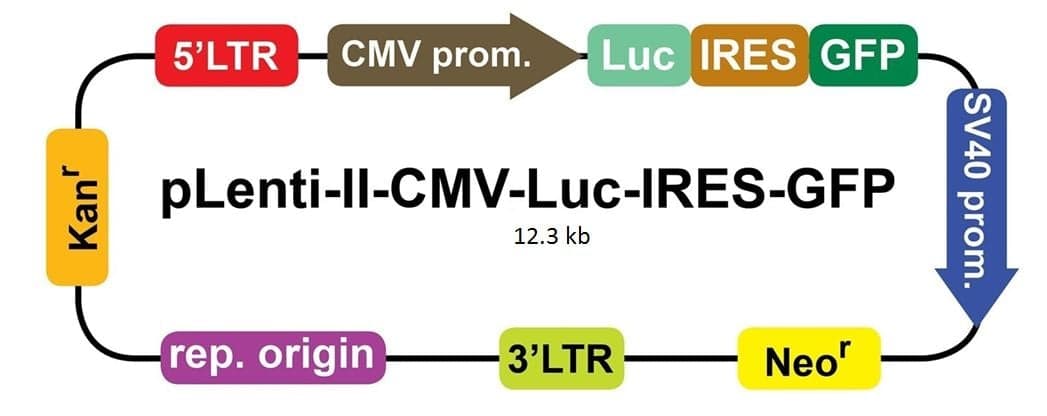 Luciferase (Luciola italica) Lentivirus (CMV)(IRES-GFP)