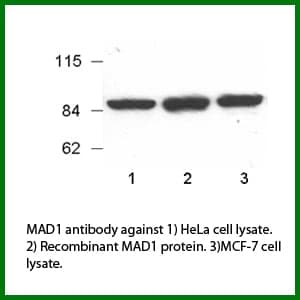 Anti-MAD1
