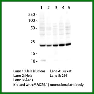 Anti-MAD2(L1)