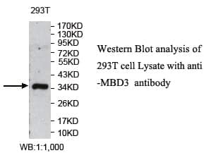Anti-MBD3