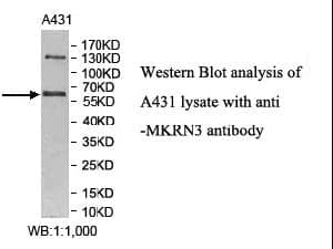 Anti-MKRN3