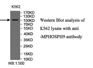 Anti-MPHOSPH9