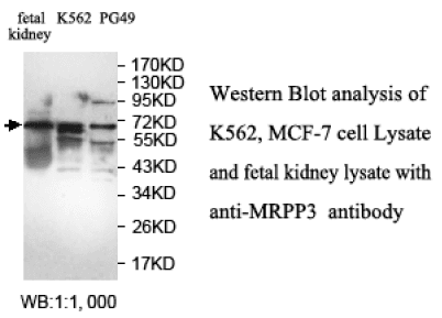 Anti-MRPP3